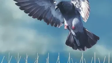 تركيب طارد حمام الدمام